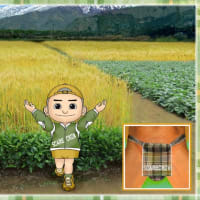 黄金の うねりの中に 案山子立つ