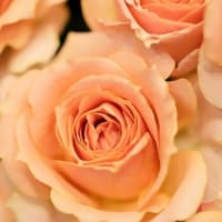 お祝いの花束を届けてくれたんです～