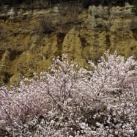 阿波の土柱と桜