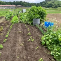 雨上がりの菜園～菜園ライフ４２０
