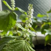 大葉の花が咲いた