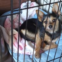 オリーブ（女房殿）がこしらえる　ある日の晩メシ