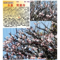 花巡り「梅－357」  久喜　常楽寺