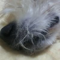 お鼻クローズアップ