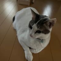 きゅうり初収穫