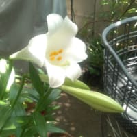 エラブ百合。