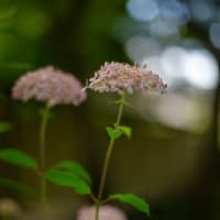 筥崎宮花庭園の百合と紫陽花