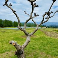 ネモフィラ〜瑠璃色の花の海🌺宮崎県生駒高原🌺