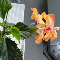ハイビスカスの夏