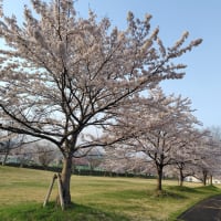 桜スポットその２
