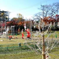 曽木の滝　　イルミネーション準備