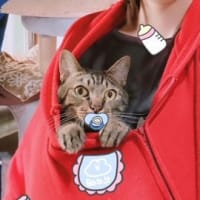 7歳です