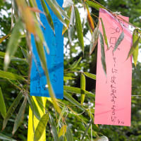 七夕の願い
