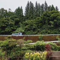 ワイルドだぜ〜