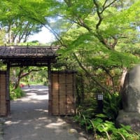 江戸時代に出来た向島百花園は野趣に富んだいい庭園だ　　　　その１/全５回