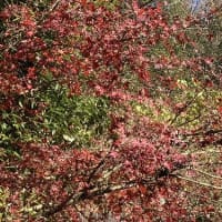 秋に咲く四季桜／イチョウ、ヤマモミジ、センダンの紅葉