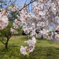 東谷山フルーツパークの枝垂れ桜