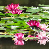 平安神宮　神苑　花菖蒲　睡蓮　２猫（マー＆ピピ）