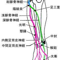 坐骨神経痛における下腿部治療点の検討　 ver.2.3