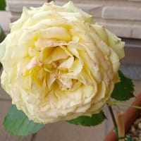 優雅な姿と香りの芳純