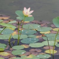 龍福寺の池泉庭園