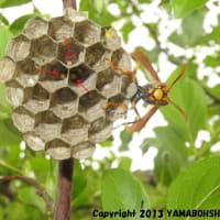 キアシナガバチ（1齢幼虫）（富山市）