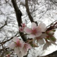 初挑戦！！黒豆ご飯・花の寄せ植え🌸