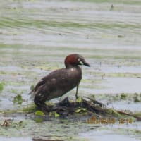 カイツブリの巣（鳰の浮巣）におのうきす2