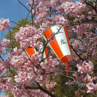 東京の桜開花宣言。