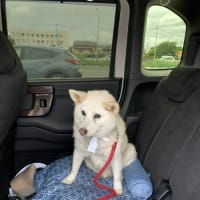 犬と猫との暮らし～車に乗るが好きシー子さん～はてなブログ投稿練習中…