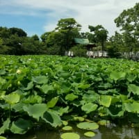 鶴岡八幡宮の銀杏