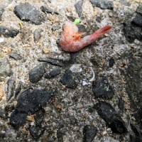 久しぶりの釣り〜！