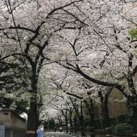 2024年4月8日の「テヨンの桜通り」です。東京は近年に比べ、かなり遅い時期の桜となりました
