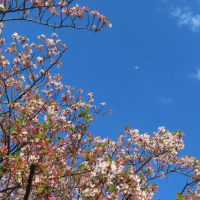 極楽寺の”八重一重咲分桜”　満開桜と上弦の月