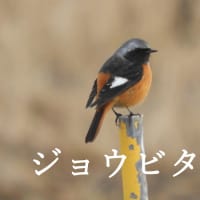 旅立ちの準備―ジョウビタキ