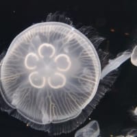 雨の中を仙台うみの杜水族館へ