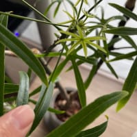 ブラキキトン　新芽4日目