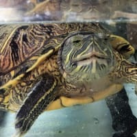 ろーたす家的ミドリガメの飼い方 カメの性別 ミドリガメの雪国日記 ろーたす家的ミドリガメの飼い方 カメの性別 ミドリガメの雪国日記