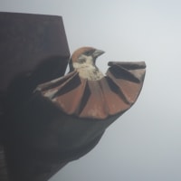 スズメも避暑に？