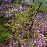 今年の龍頭寺。早かった藤の花