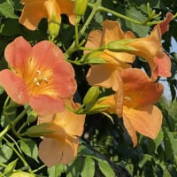凌霄の花