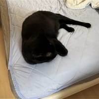 眠い子達ｗ