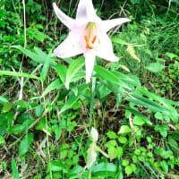 6月12日(木）