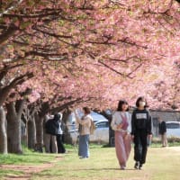 2025/3/22（土） 14時頃 の #河津桜 （ 千葉県 #佐倉市 #西志津スポーツ等多目的広場 #西志津河津桜まつり ）