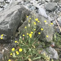  海辺のタンポポ                                                 Dandelions on the shore