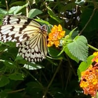 オオゴマダラが庭にやってきた。何故か魂を運ぶという蝶からエールをもらった昼間だった❗️