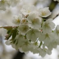 絶好のお花見びより