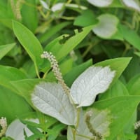 化粧して虫さんをお迎えします！・・・ハンゲショウ