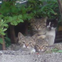 隣の家の敷地に野良猫が四匹住み着いた