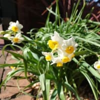 梅の花が咲き進んでいます！そして今日のキジバト
